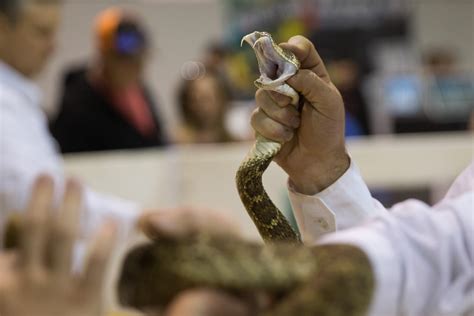 Severed rattlesnake head bites man who decapitated it - CBS News