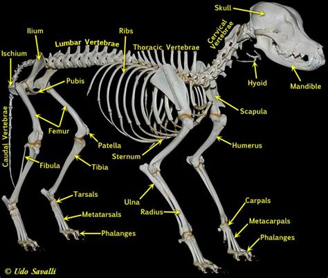 BIO370-Mammal Skeleton | Dog anatomy, Dog skeleton, Vet medicine