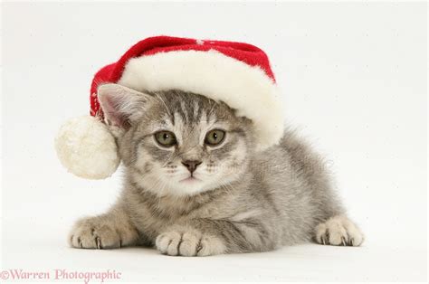 cute kittens wearing Christmas hats - Cute Kittens Photo (40840519) - Fanpop