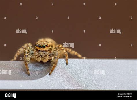 a little jumping spider with green eyes is climbing around on a laptop ...