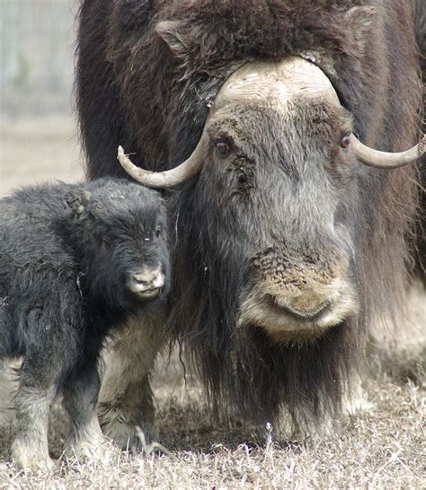 Yukon Wildlife Preserve | Yukon Territory Alaska Northern British Columbia