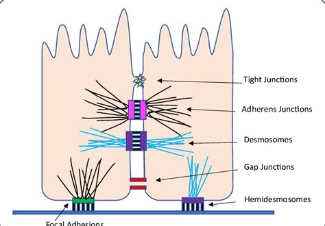 Six major types of cell junctions in the intestinal epithelium. (1)... | Download Scientific Diagram