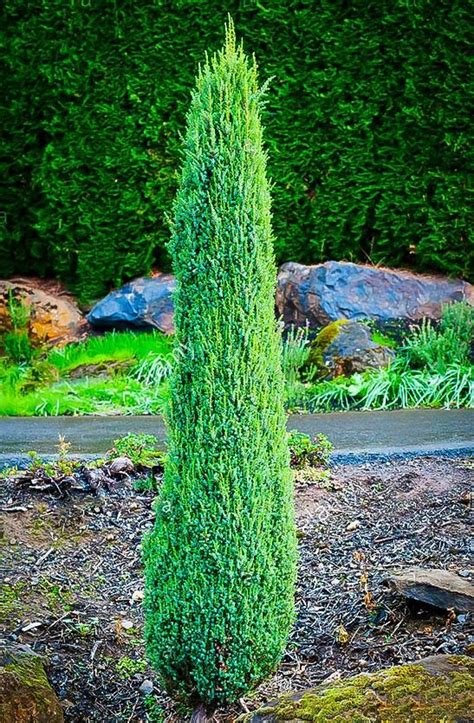 Pencil Point Juniper in 2020 | Dwarf conifers, Dwarf shrubs, Front house landscaping