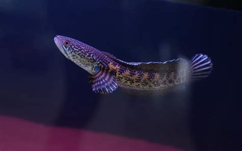 Snakehead Fish Care: Complete Guide for Beginners - AquariumNexus