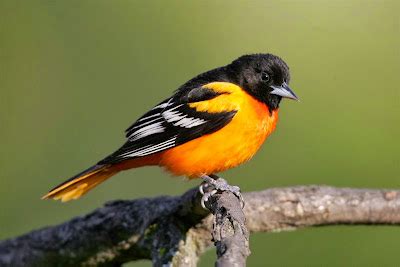 Baltimore Oriole