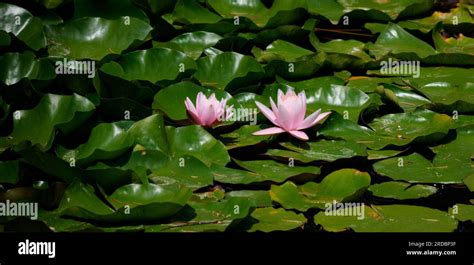 beautiful water lily garden in Keszthely castle.Hungary Stock Photo - Alamy