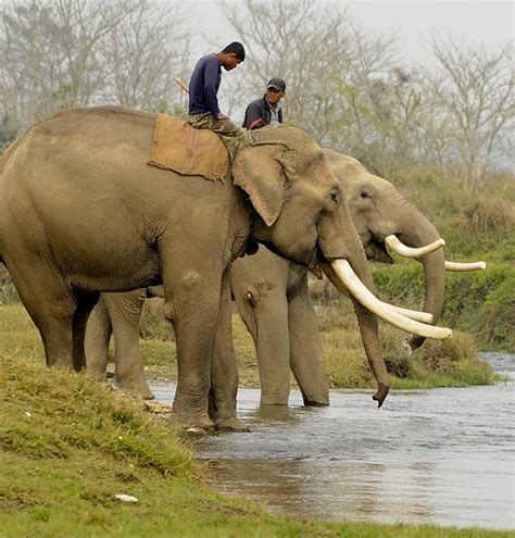 Bath with Elephant in Chitwan| Best prices