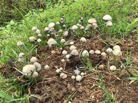 Panaeolus cyanescens : r/mushroom_hunting