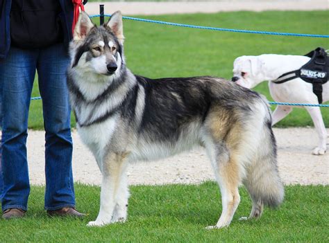 Northern Inuit Dog breeder | Northern inuit dog, Dogs, Dog breeder