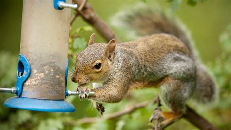 How to Protect Your Bird Feeders