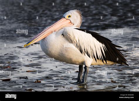 The Australian Pelican is the largest of all pelican species found in ...