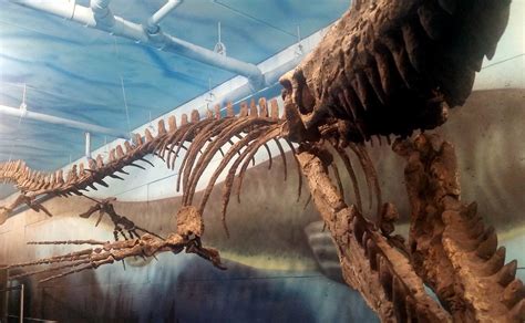 A mosasaurus skeleton at the Canadian Fossil Discovery Cen… | Flickr