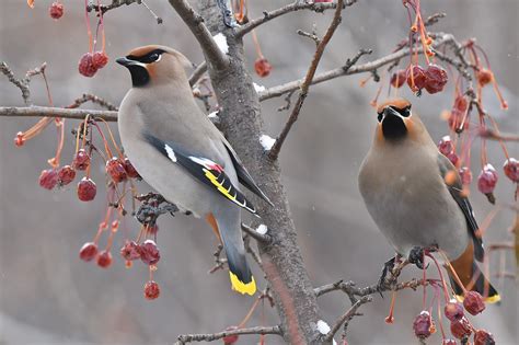 Bohemian Waxwing on Tumblr