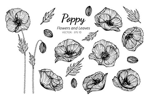 Premium Vector | Collection set of poppy flower and leaves drawing ...