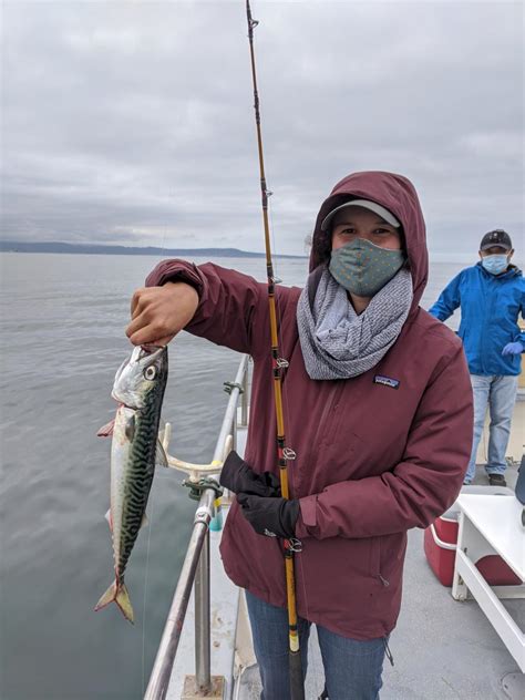 Pacific Mackerel | California Sea Grant