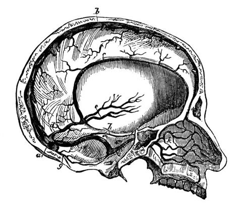 Drawing Of Neck Veins Illustrations, Royalty-Free Vector Graphics & Clip Art - iStock