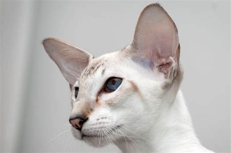 The Top 6 Skinny-Faced Cat Breeds - Cat-World