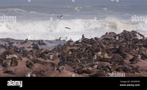 Seals with pups Stock Videos & Footage - HD and 4K Video Clips - Alamy