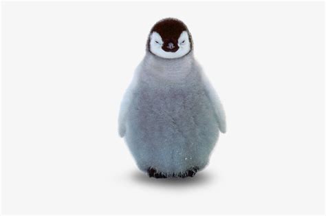 Penguin - Baby Penguin No Background Transparent PNG - 404x500 - Free Download on NicePNG