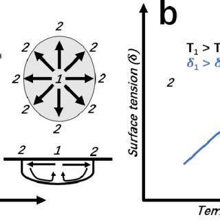 Schematic figure showing Marangoni flow (redrawn from [50]). | Download Scientific Diagram