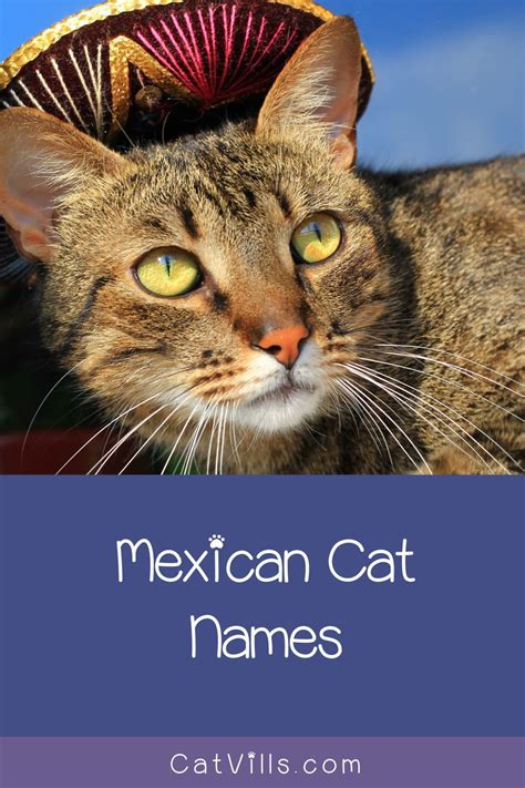 Mexican Cat Names: 100 Suggestions for Males and Females | Cat names, Boy cat names, Girl cat names