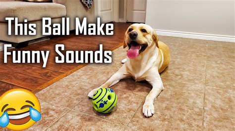 Buddy is Confused by a Wiggle Giggle Ball | Ball that Makes Funny Sound ...