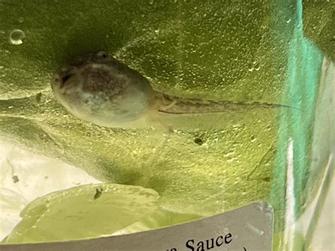 Tadpole identification help? : r/frogs