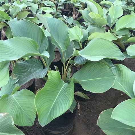 Calathea Lutea - Gowthami Nursery