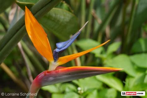 Indigenous Flowers of South Africa - SAPeople - Worldwide South African News