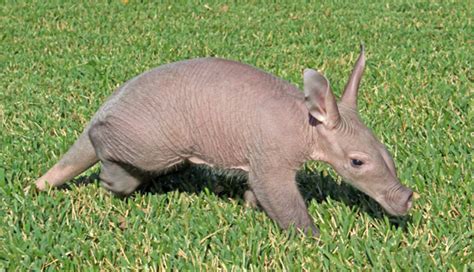 Baby aardvark and Southern ground hornbills born at Busch Gardens Tampa ...