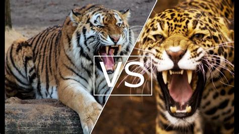 Jaguar vs Tiger (Who will win) - YouTube