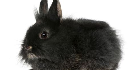 Lionhead Rabbit Breed Information and Pictures - PetGuide.com | PetGuide