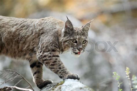 Bobcat hunting in Yosemite | Stock image | Colourbox