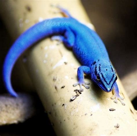 Blue Cave Gecko | Reptiles and amphibians, Reptiles, Cute reptiles