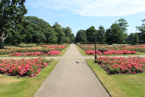 Pictures from the Rose Garden in Greenwich Park | Greenwich.co.uk