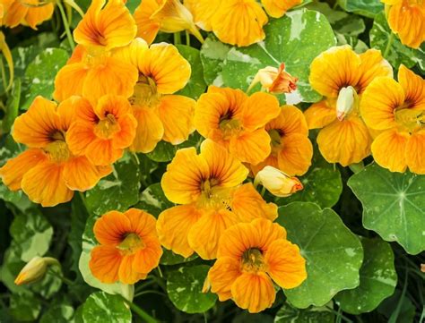 Nasturtiums will help to eliminate squash bugs when planted with pumpkins cucumbers and squashes ...