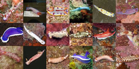 Scientists Have Just Named 17 New Sea Slug Species, And They're All ...