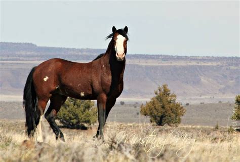 Beautiful picture of Zeus.... Wild Mustangs, English Bull Terriers ...