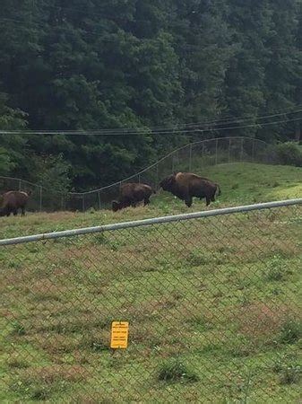 West Virginia State Wildlife Center (French Creek): AGGIORNATO 2021 - tutto quello che c'è da ...