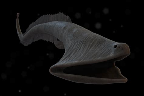 15+ Horrifying Creatures of the Deep Sea | HorizonTimes | Page 6