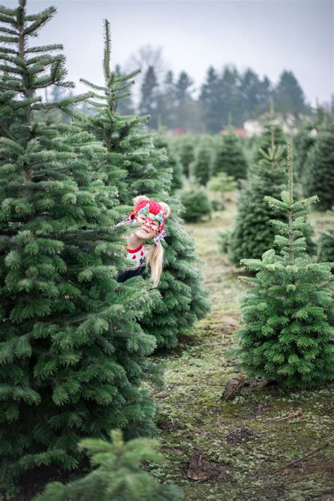 Christmas Tree Farm Photos