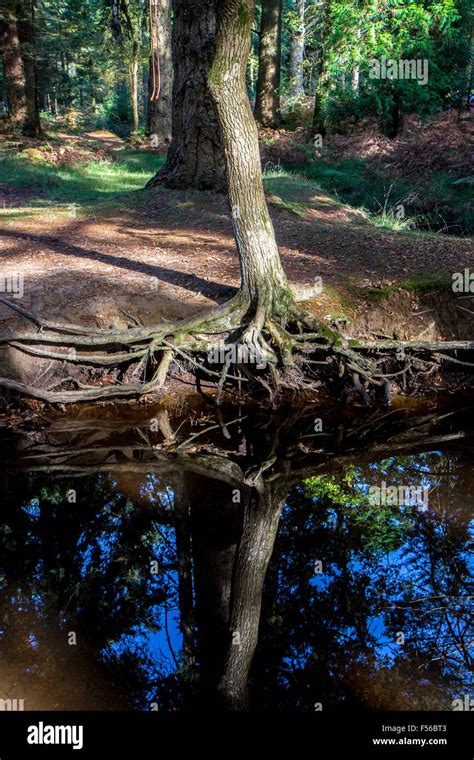 Autumn in the New Forest Hampshire Stock Photo - Alamy