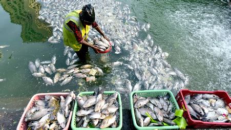 Blue Revolution Transforms Naxal-Affected Bastar into Thriving Fish Farming Hub - Fishery News