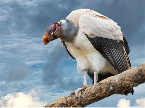 King vulture: habitat and characteristics