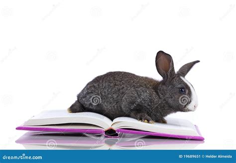 Rabbit reading books stock image. Image of school, easter - 19689651