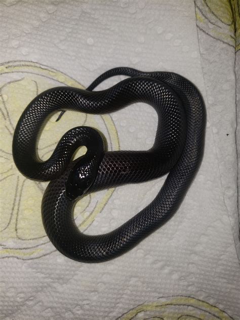 Mexican Black kingsnake feeding issues - Kingsnakes - MorphMarket ...