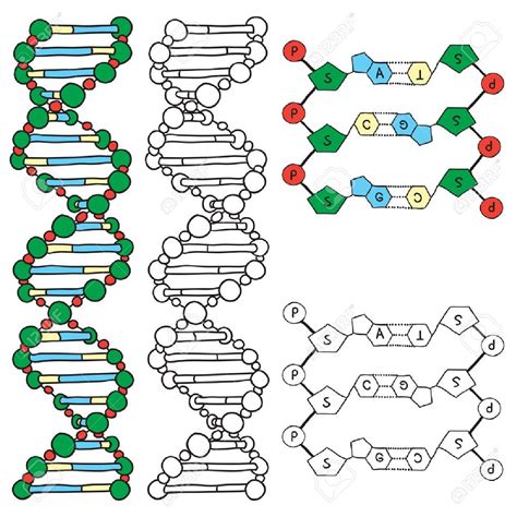 Dna Helix Drawing at GetDrawings | Free download