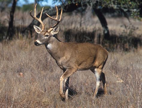File:White-tailed deer.jpg - 維基百科，自由的百科全書