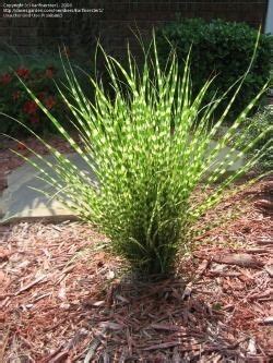 tiger grass. For each side at the end of my driveway. (With images) | Grasses landscaping ...