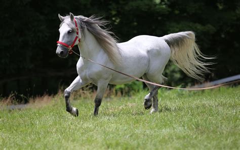 Lipizzaner Is A Member Of Breeds Of Horses Bred In Lipica. The Breed ...